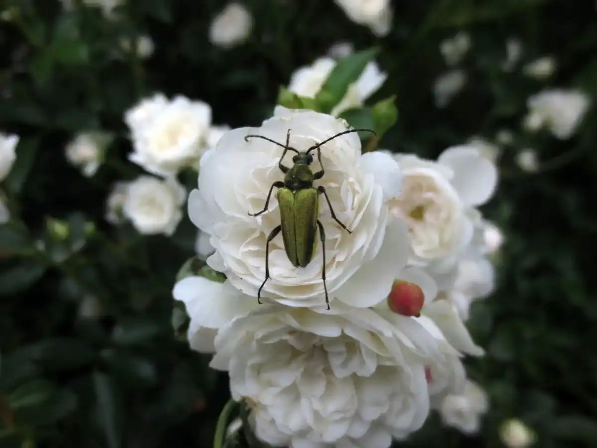 Beetle on rose by Susan Fluegel